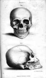 plate_vb_human_skull_engraving_by_william_miller_after_drawing_by_w_miller1